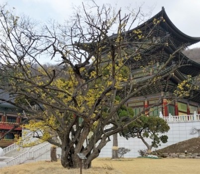 20250417[대광사 앞 산수유나무].jpg width: 100%; height : 150px