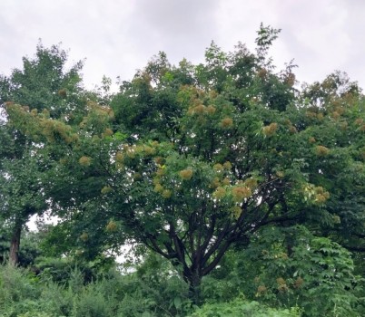 20250520[쉬나무 수형].jpg width: 100%; height : 150px