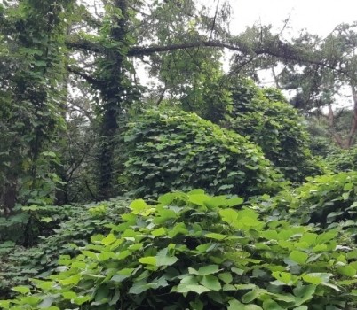 20250527[갈마치고개 칡].jpg width: 100%; height : 150px