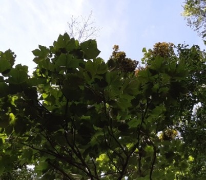 20250605[벽오동 ].jpg width: 100%; height : 150px