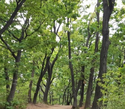 20250612[곧은골 고개 떡갈나무 군락지].jpg width: 100%; height : 150px