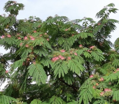 [포맷변환]20250619[Pink silk tree 자귀나무꽃].jpg width: 100%; height : 150px