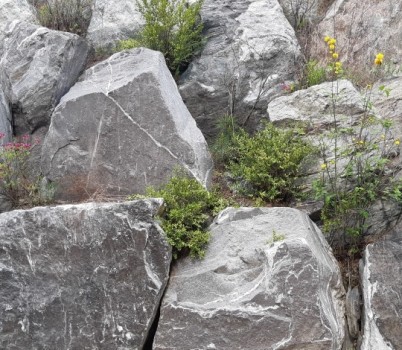 20250722[석축 사이목으로 심은 회양목.jpg width: 100%; height : 150px