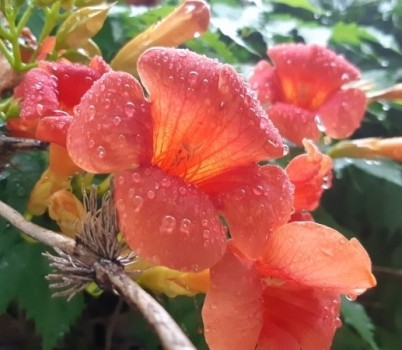 20250731[비오는 날 능소화.jpg width: 100%; height : 150px