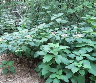 20250805[누리장나무 군락지 (사기막골).jpg width: 100%; height : 150px