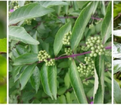 [포맷변환]20250819[좀작살나무꽃과 열매.jpg width: 100%; height : 150px