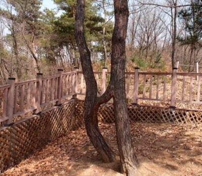 20250821]연리지 소나무(이배재고개).JPG width: 100%; height : 150px