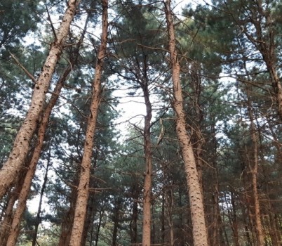 20250909[잣나무 조림지 (영장근린공원).jpg width: 100%; height : 150px