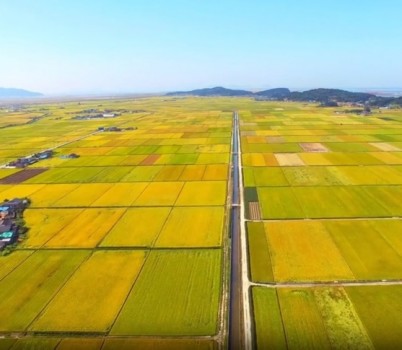 20251001[김제평야.jpg width: 100%; height : 150px